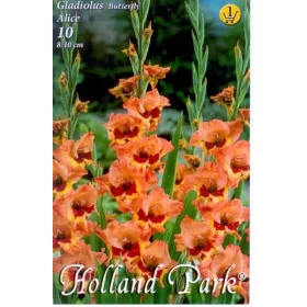 Gladiolus Butterfly Alice / Kardvirág