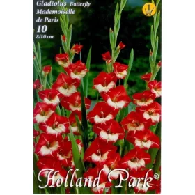 Gladiolus Butterfly Mademoiselle de Paris / Kardvirág