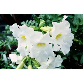Incarvillea delavayi Snowtop / Szabadföldi-gloxinia fehér