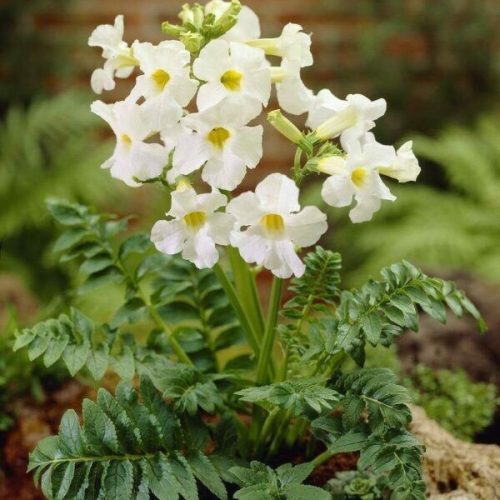 Incarvillea delavayi Snowtop / Szabadföldi-gloxinia fehér