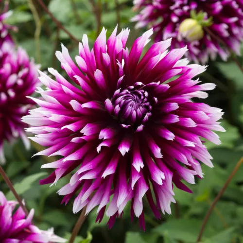 Dahlia Cactus Alauna Clair Obscur / Dália