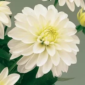 Dahlia Gallery Art Fair /Dália