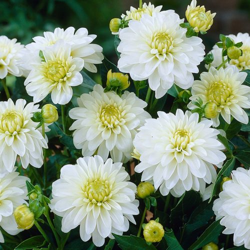 Dahlia Gallery Art Fair /Dália