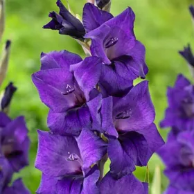 Gladiolus Purple Flora / Kardvirág