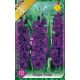 Gladiolus Purple Flora / Kardvirág