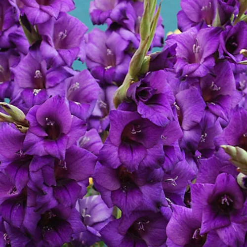 Gladiolus Purple Flora / Kardvirág
