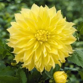 Dahlia Decorative giantflowering Kelvin Floodlight / Dália
