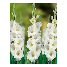 Gladiolus white / Kardvirág fehér 50 db