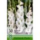 Gladiolus white / Kardvirág fehér 50 db