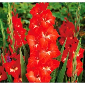 Gladiolus red / Kardvirág piros 50 db