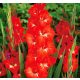 Gladiolus red / Kardvirág piros 50 db