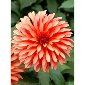 Dahlia Gallery Art Deco / Dália