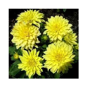 Dahlia Gallery Cezanne / Dália