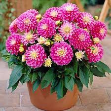 Dahlia Gallery Rembrandt / Dália