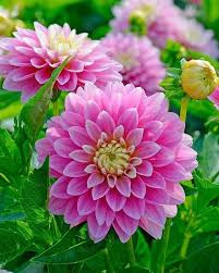 Dahlia Gallery Rembrandt / Dália