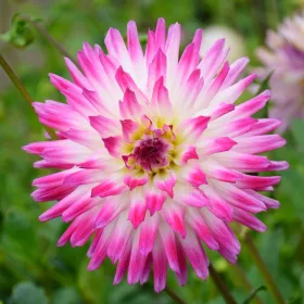 Dahlia Cactus Hayley Jane / Dália