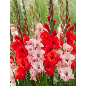   Gladiolus Red-Pink duo / Kardvirág Piros-Rózsaszín duo 10 db