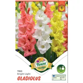 Gladiolus Bright Light trio / Kardvirág trio 9 db