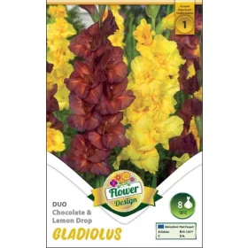 Gladiolus Chocolate-Lemon Drops duo / Kardvirág duo 8 db