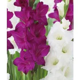 Gladiolus Purple-White duo - Kardvirág Lila-Fehér 10 db