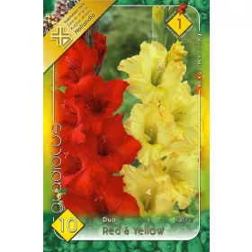 Gladiolus Red-Yellow duo / Kardvirág Piros-Sárga 10 db
