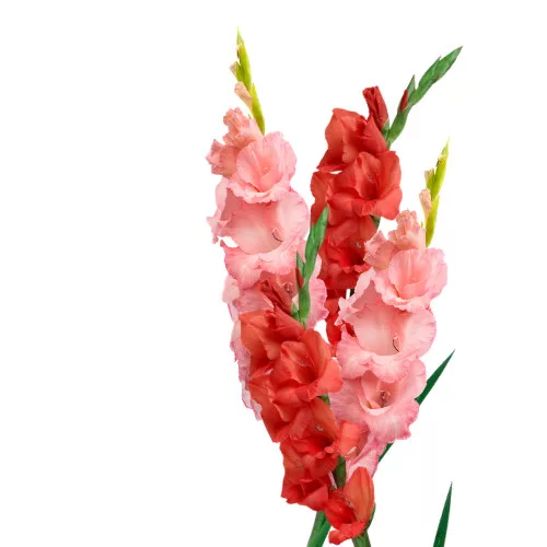 Gladiolus Red-Pink duo / Kardvirág Piros-Rózsaszín duo 10 db