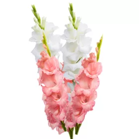   Gladiolus Pink-White duo / Kardvirág Rózsaszín-Fehér 10 db