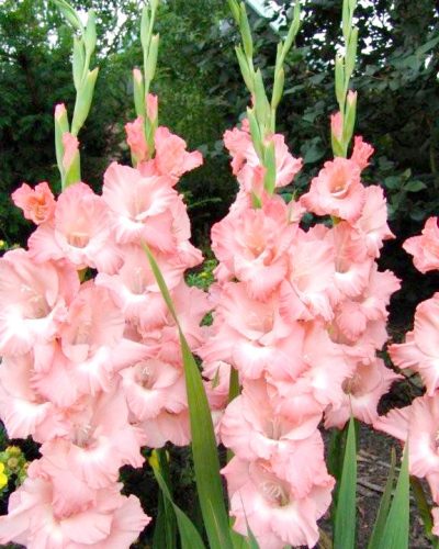 Gladiolus Pink-White duo / Kardvirág Rózsaszín-Fehér 10 db
