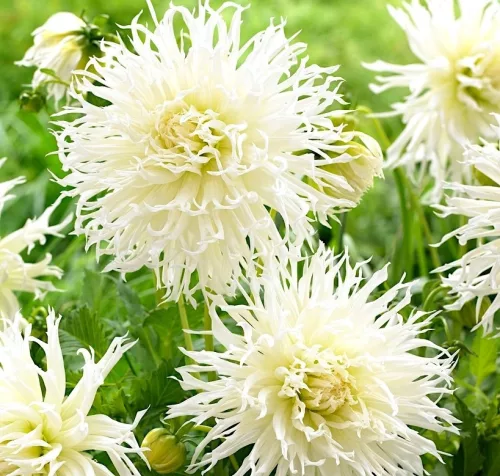 Dahlia Cactus Tsuki Yori No Shisha / Dália