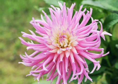 Dahlia Cactus Star Favourite / Dália