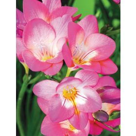   Freesia Single pink / Frézia egyszerű virágú rózsaszín 10 db
