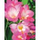 Freesia Single pink / Frézia egyszerű virágú rózsaszín 10 db