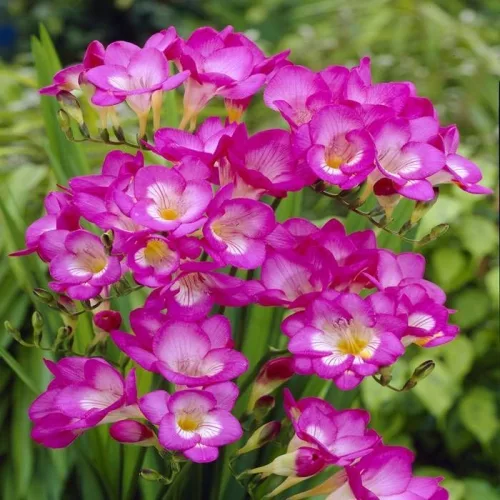 Freesia Single pink / Frézia egyszerű virágú rózsaszín 10 db