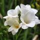 Freesia Single White / Frézia egyszerű virágú fehér 10 db