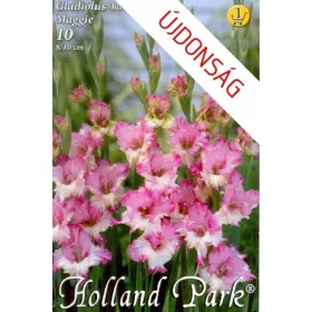 Gladiolus Butterfly Maggie / Kardvirág