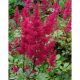 Astilbe Red / Gyöngyvessző piros 1 db