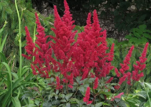 Astilbe Red / Gyöngyvessző piros 1 db