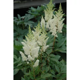 Astilbe White / Gyöngyvessző fehér 1db