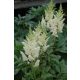 Astilbe White / Gyöngyvessző fehér 1db