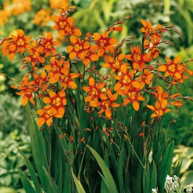 Crocosmia Emily McKenzie / Sáfrányfű