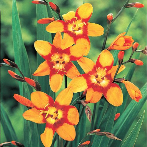 Crocosmia Emily McKenzie / Sáfrányfű
