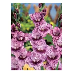 Gladiolus Passos / Kardvirág