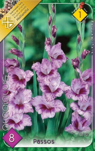 Gladiolus Passos / Kardvirág