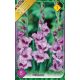 Gladiolus Passos / Kardvirág