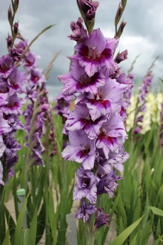 Gladiolus Passos / Kardvirág