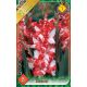 Gladiolus Zizanie / Kardvirág
