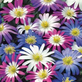 Anemone blanda / Csinos szellőrózsa színkeverék 15 db