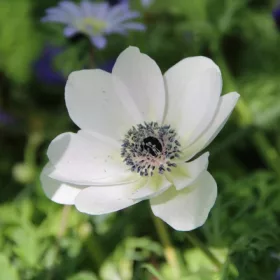 Anemone de Caen Bride / Koronás szellőrózsa fehér 10 db