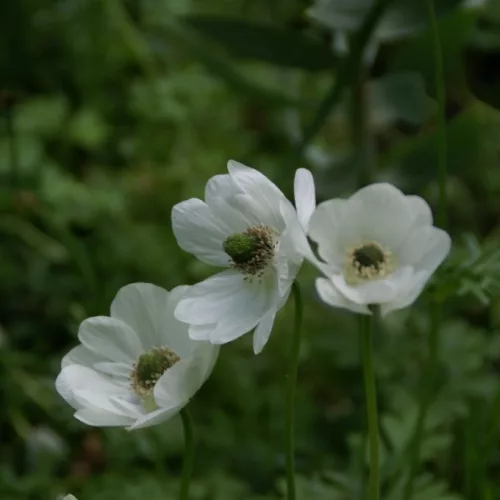 Anemone de Caen Bride / Koronás szellőrózsa fehér 10 db