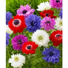   Anemone St. Brigid mixed / Szellőrózsa teltvirágú színkeverék 10 db